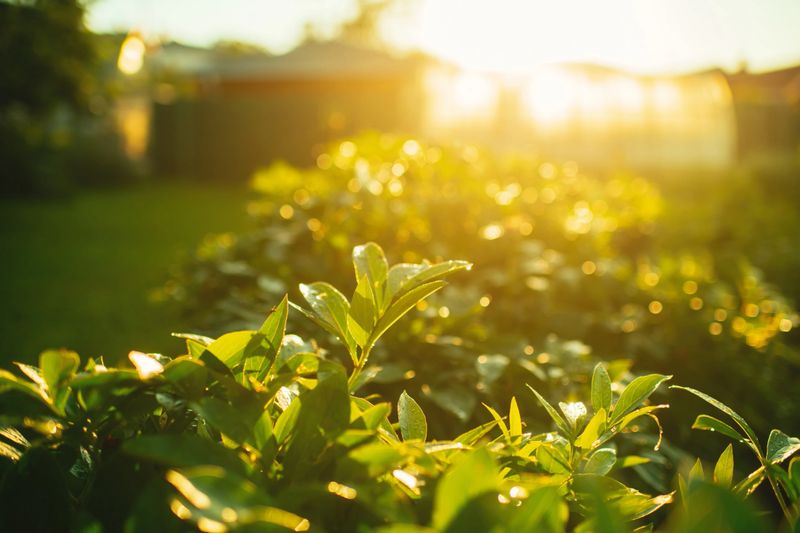 Garden and greenhouse in summer sunset