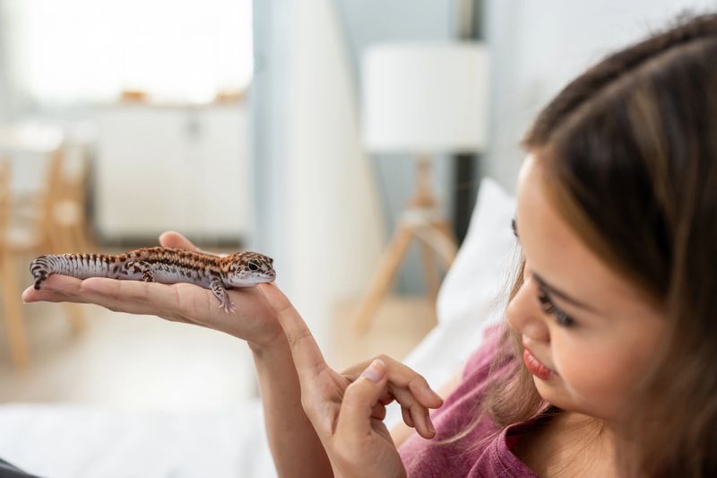 Asian young female owner play with her leopard gecko in kitchen at home. Attractive woman enjoy spend free leisure time with her domestic pet lizard in house. Pets friendly and interaction concept