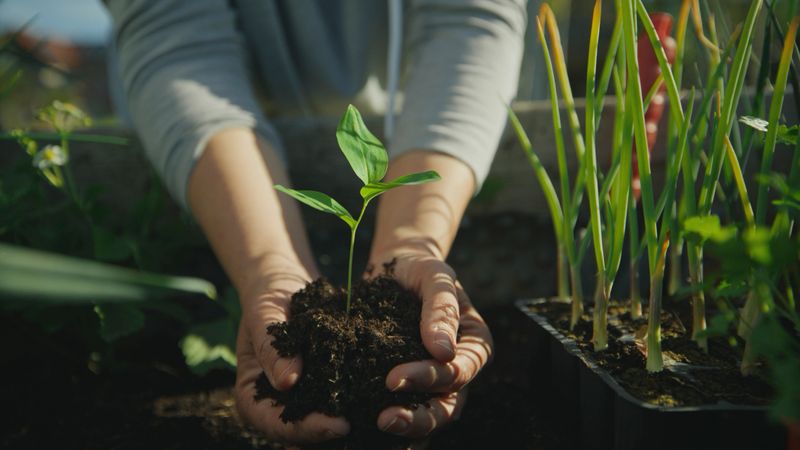 Close-up of female hands carefully placing a vibrant green seedling into dark soil within a raised garden bed, surrounded by lush plants under natural sunlight.