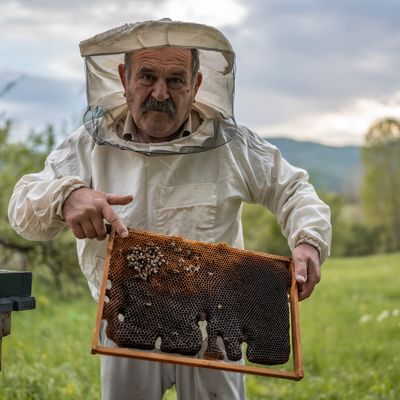 Beekeeper showing his bees.