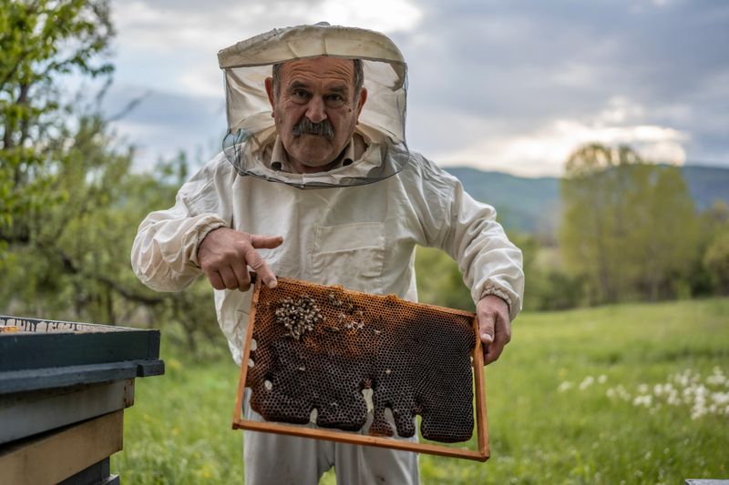 A beekeeper wearing protective attire holds a honeycomb frame in a pastoral outdoor location, showcasing the natural process of beekeeping amidst a green and serene environment.