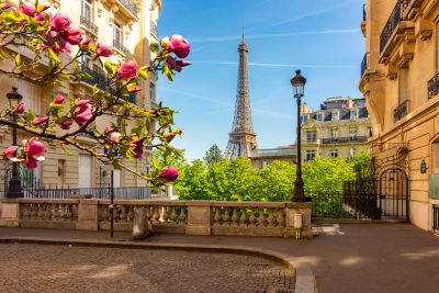 Springtime view of the Eiffel Tower framed by blooming pink flowers and Parisian buildings.