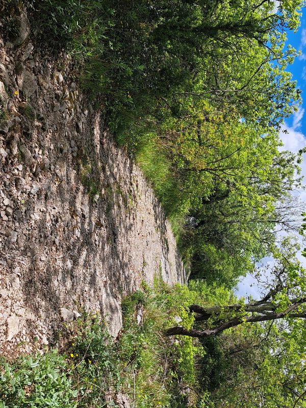 Rocky path through lush green forest under a blue sky.