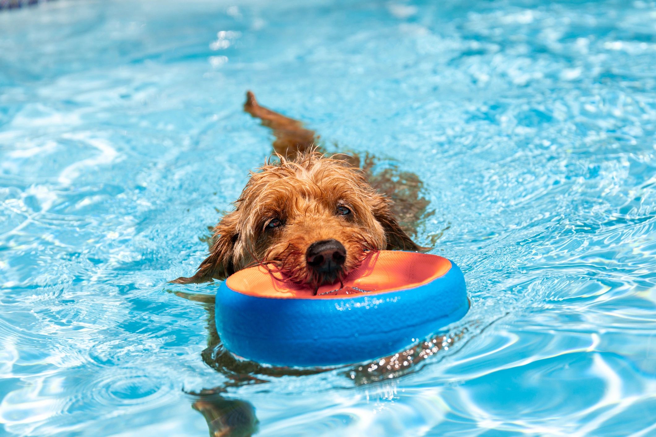 Wet dog sitting on a paddleboard in calm water under a clear sky.