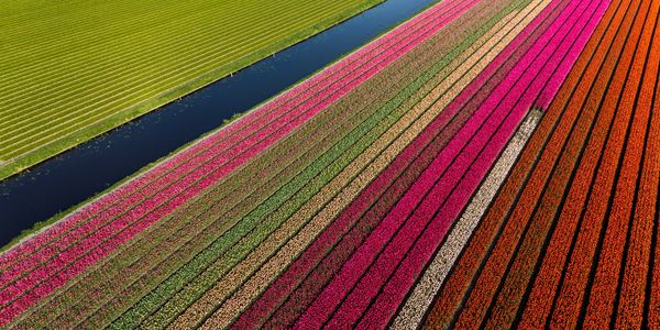 Aerial view of colorful flower fields divided by a water canal.