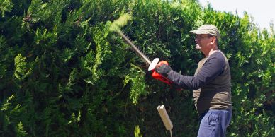 Man trimming tall hedges with a powered hedge trimmer.