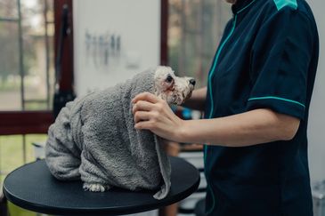 High-angle view of a groomer using electric clippers to trim a white Poodle's fur.