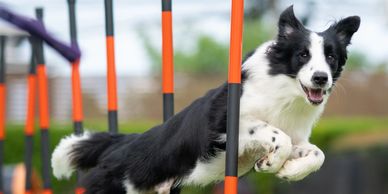 Agility and scent training houston the woodlands