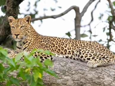 Leopard resting on a tree branch.