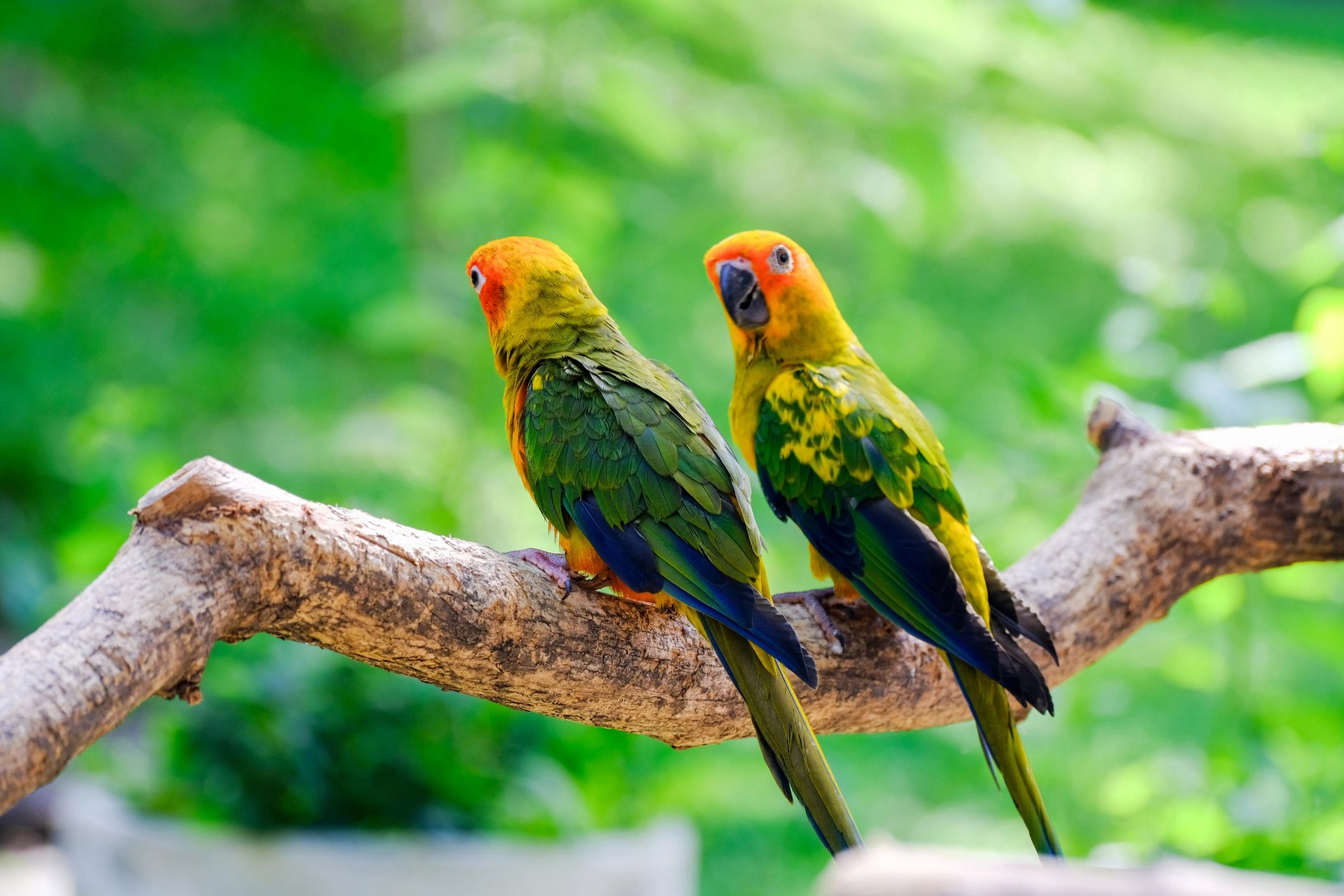 Amazon Jungle Exotic Pets & Resource Center