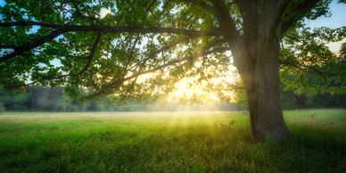 Sunlight filters through a large tree in a serene green meadow.