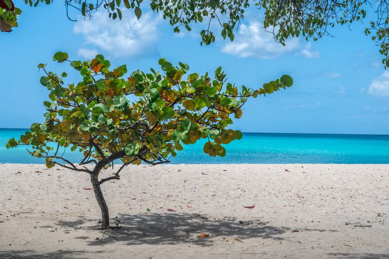 Lone tree casting shade on soft white sand of Brandons Beach, Bridgetown, Barbados, with calm turquoise waters and a bright blue sky in the background, Caribbean tropical beach scene (February 2025)