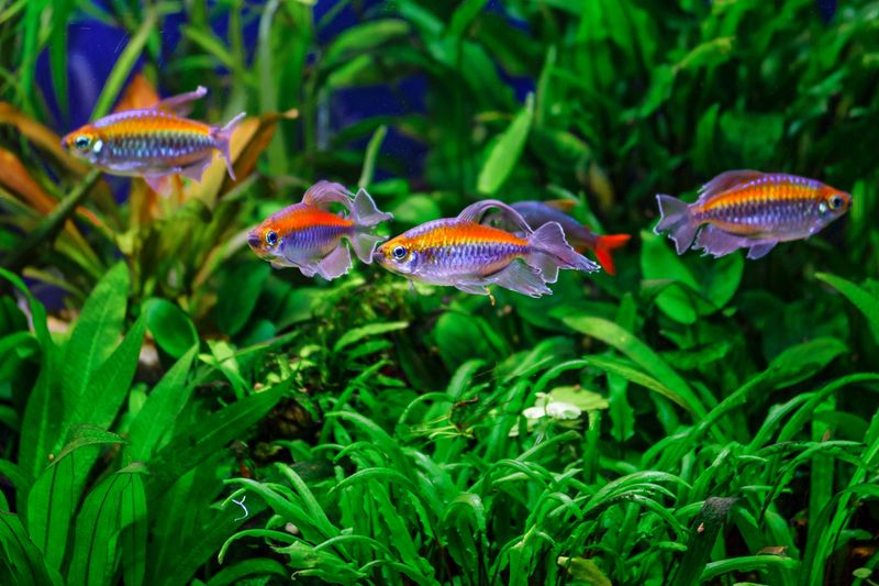 A green beautiful planted tropical freshwater aquarium with fishes and shrimps.A Congo tetra, Phenacogrammus interruptus, with water plants.