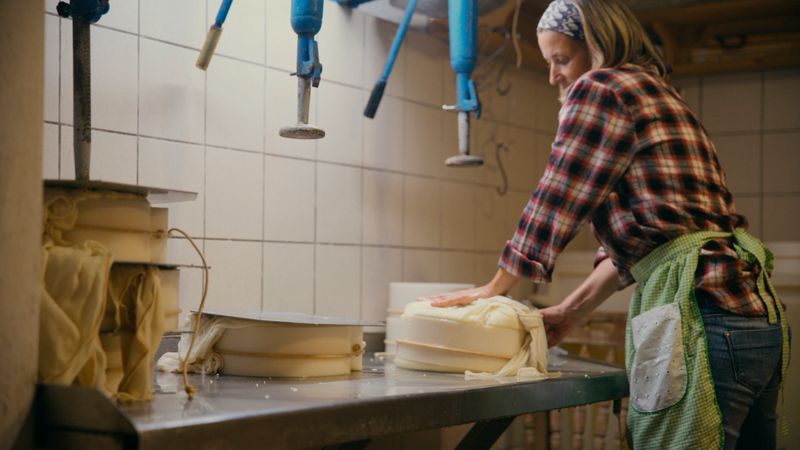 A Female Cheesemaker Works in a Small-Scale Dairy Facility,Pressing Fresh Cheese Wrapped in Cheesecloth into Molds on a Stainless Steel Table. She Wears a Plaid Shirt,Apron,and Headband,Reflecting a Rustic,Hands-On Approach to Artisan Cheese Production. The Creamery's Tiled Interior and Mechanical Presses Highlight the Blend of Tradition and Practicality in Rural Food Craftsmanship