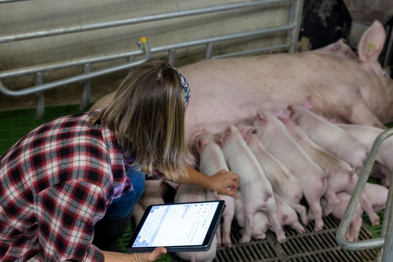 A mid adult Caucasian female farmer in a plaid shirt is using a digital tablet while tending to piglets at a modern farm. She is kneeling beside a sow and her piglets, monitoring their health and environment.