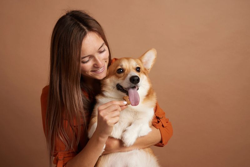 Happy woman giving a treat to a cute Corgi dog, rewarding good behavior, bonding through positive training.
