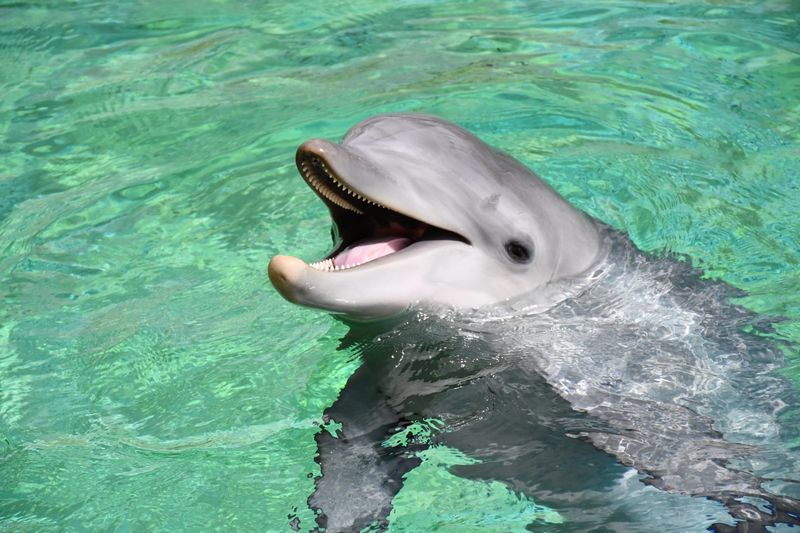 A playful dolphin lifting its head out of the water and seeming to smile, despite being kept in captivity.