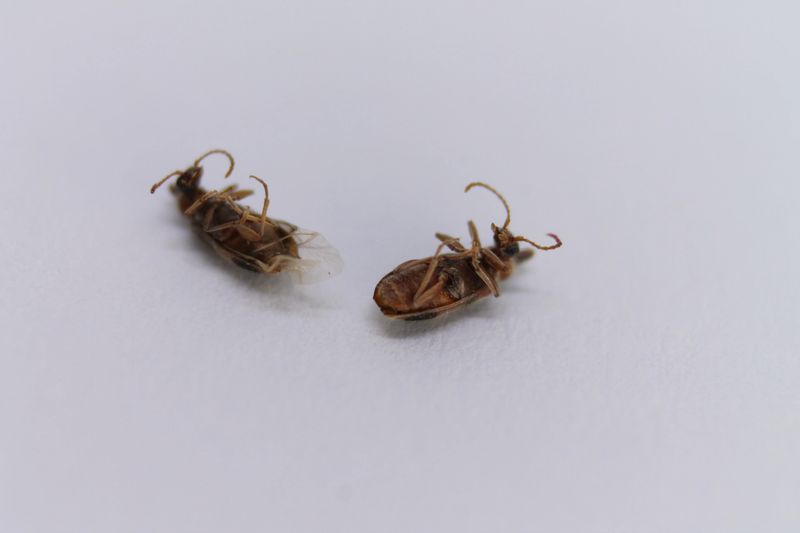 Two lifeless bed bugs are positioned on a pristine white background, allowing for a close examination of their intricate body structure and fine hair details under gentle illumination.