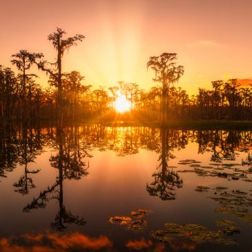 Sunrise over a swamp with silhouetted trees and reflections