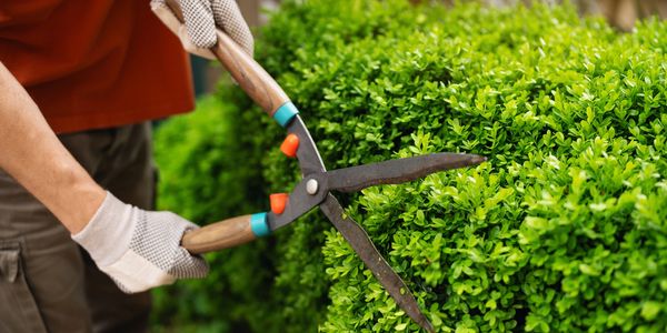 paver patio installation, outdoor lighting, xeriscaping, sodding, drainage solutions, tree trimming