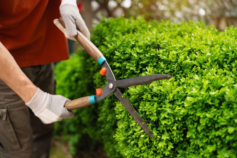 A person using hedge trimmers to shape a lush green boxwood hedge outdoors. This gardening activity emphasizes maintenance, care, and outdoor leisure in a natural and serene environment.