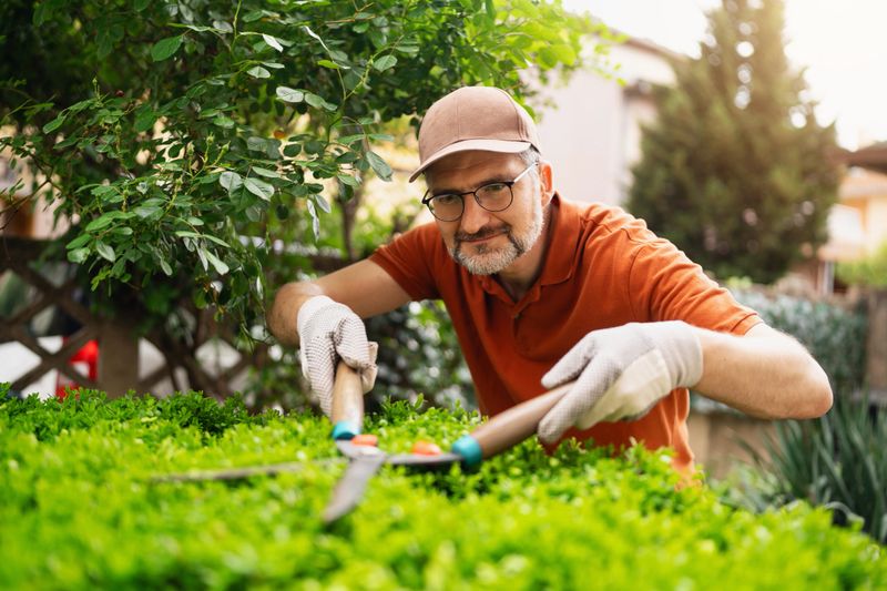 Middle-aged man shearing boxwood bushes in a vibrant garden setting, showcasing meticulous gardening with hedge trimmers. The scene highlights outdoor activity, focus, and the ideal concept of enjoying home gardening.