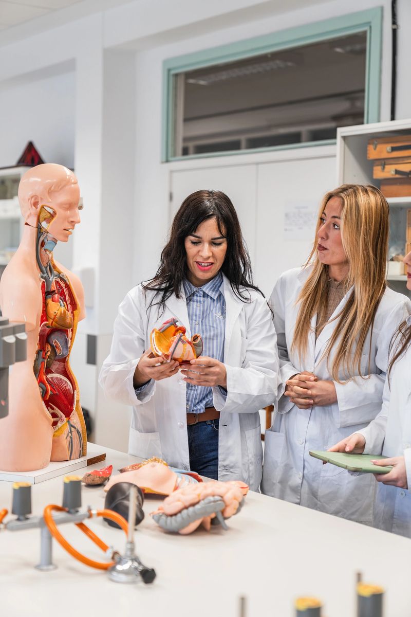 Medical teacher holding and showing a human heart anatomical model to her students during an anatomy lesson in a school laboratory