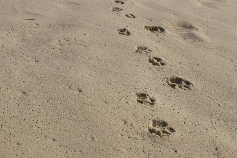 paw prints in the sand. beach vacation lifestyle. holiday with dog background. dog-friendly travel theme. man's best friend. doggo design element with copy space.