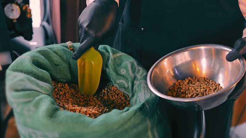 Measuring Raw Coffee Beans for Roasting. Close-up of a person in gloves scooping raw coffee beans from a burlap sack into a metal bowl, preparing for roasting