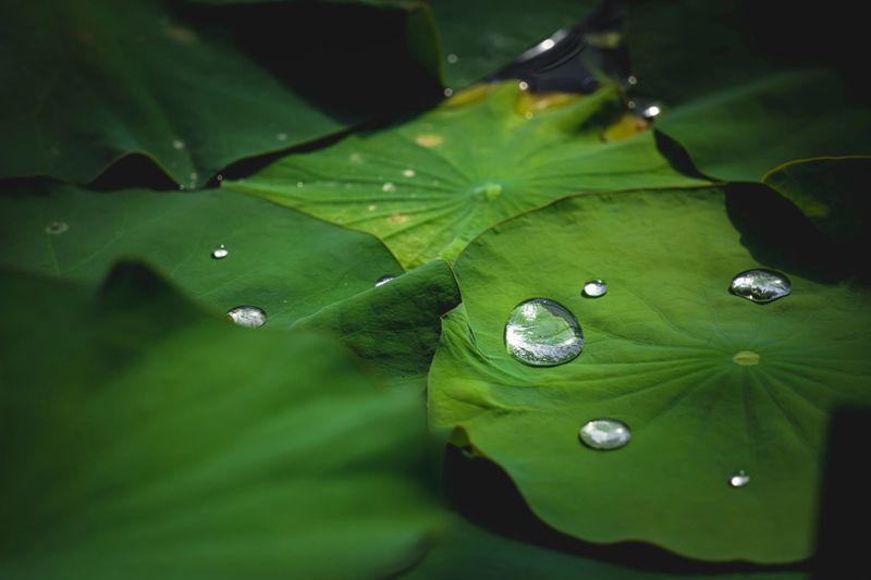 Sparkling water droplets sit on lush green lotus leaves, creating a serene natural scene