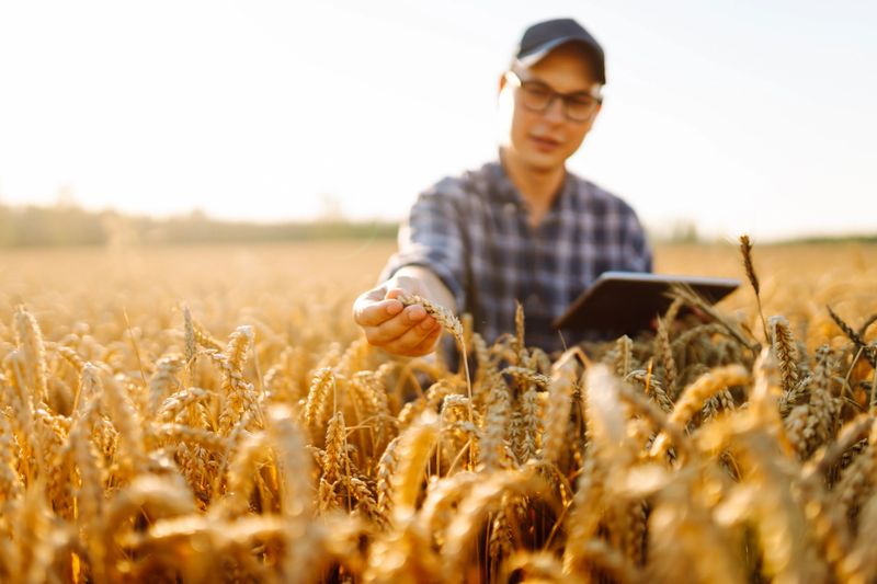 A young male farmer works with a digital tablet in a golden wheat field at sunset. A male agronomist checks the quality of the crop in an agricultural field. Rich harvest concept.