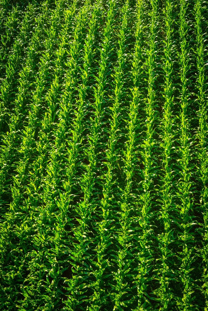 Rows of vibrant green maize sweetcorn crop ripening in the summer sunshine of a farmer's field.