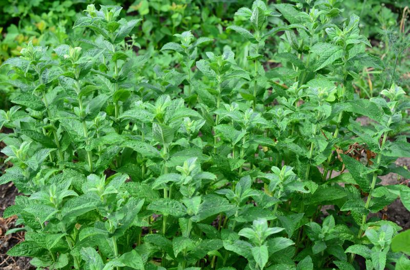 Vibrant Green Mint Plants Growing in a Garden isolated