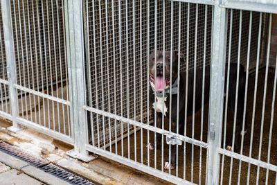 Dog in kennels