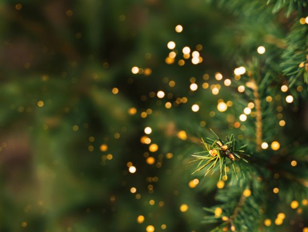 Close-up of pine tree branches with golden bokeh lights in the background.