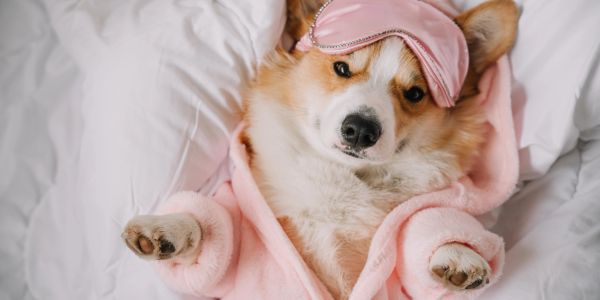 Corgi dog relaxing in a pink robe and sleep mask on a bed.