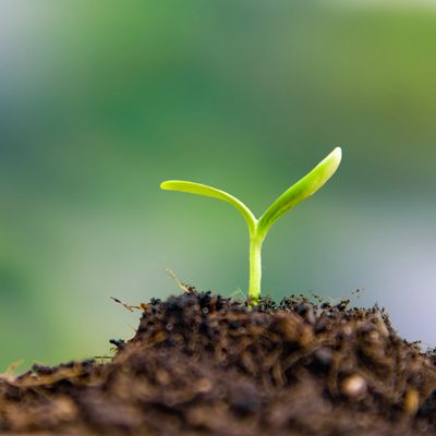 A small green seedling growing from rich soil.