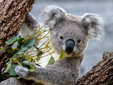 Koala eating eucalyptus leaves on a tree.