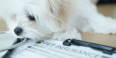 A white fluffy dog resting near a pet insurance claim form on a clipboard.