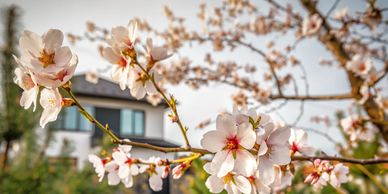 Cherry blossom trees in bloom in Irmo SC - explore homes for sale in the Irmo community