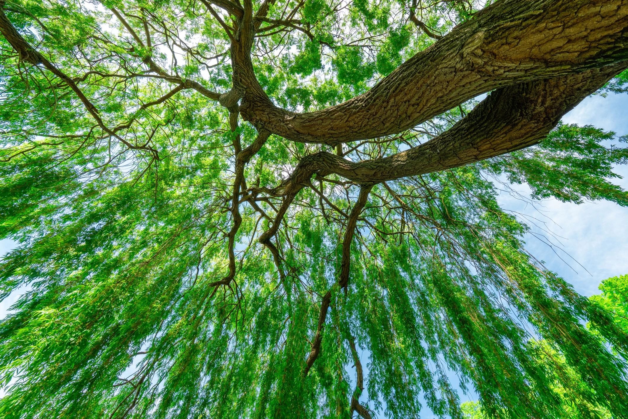 Willow tree service