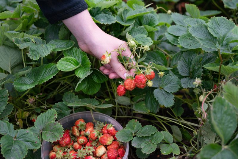 Bright red strawberries are gently touched by a hand, surrounded by vibrant green strawberry plants in a garden filled with early summer sunlight.