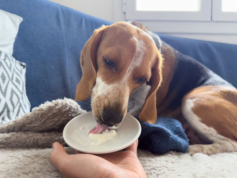 Cute beagle dog savoring a delicious yogurt treat, licking from a small plate held by its owner while relaxing comfortably on a cozy sofa indoors, radiating happiness and joy