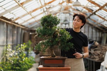 Man tending to a bonsai tree in a greenhouse.