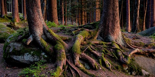 Tree roots spread across forest floor in mossy, rocky terrain.