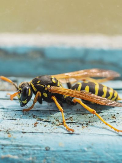 Bee, Wasp, and Hornet removal in Harrison, Stark, Carroll & Tuscarawas County homes