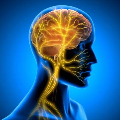 Illustration of human brain and nervous system in a glowing blue head.