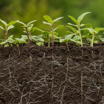 Young plants growing with visible roots in soil.