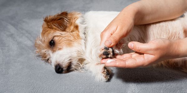 Un chien allongé fait inspecter sa patte.
