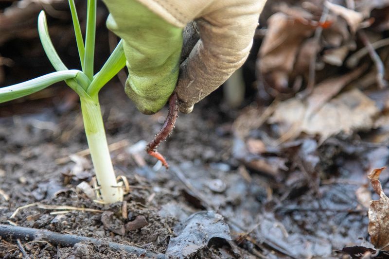 Gloved hand revealing worm in soil near young garlic plant in mulch. in Kelowna, British Columbia, Canada
